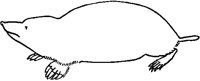 Mole.tif