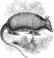 Nine-Banded Armadillo.tif