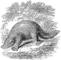 Platypus.tif