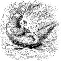 Platypus Combing Itself.tif