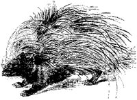 Porcupine 1.tif
