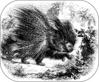 Porcupine 2.tif
