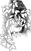 Rabbit In Underbrush.tif