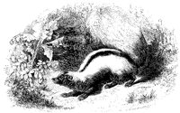 Skunk 1.tif