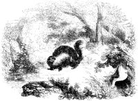 Skunk 2.tif