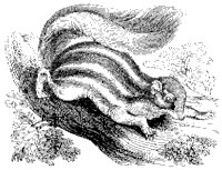 Striped Ground Squirrel.tif