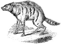 Aard-Wolf.tif