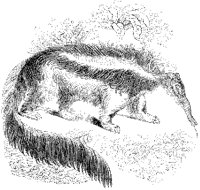 Anteater.tif