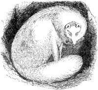 Arctic Fox.tif