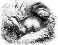 Badger.tif