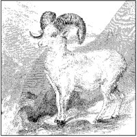 Bighorn Sheep.tif