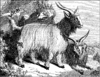 Cashmir Goats.tif
