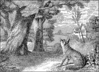 Common Fox.tif