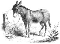 Donkey.tif
