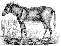 Donkeys.tif