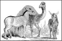 Dzigguetai and Camel.tif