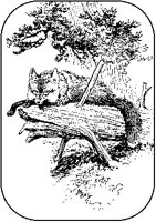 Fox Resting on Log.tif