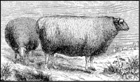 French Sheep.tif