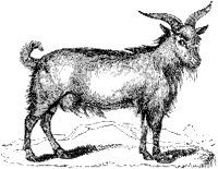 Goat.tif
