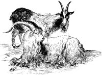 Goats.tif
