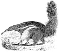 Great Anteater.tif