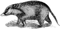 Indian Badger.tif