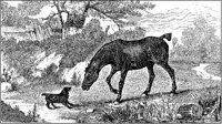 Irish Cob Horse and Dog.tif