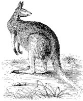 Kangaroo.tif