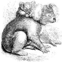 Koala.tif