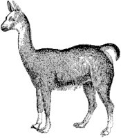 Llama.tif