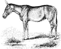 Mule.tif