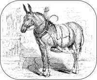 Mule of the Midi.tif