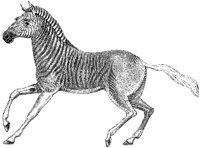 Quagga 1.tif