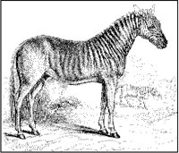 Quagga 2.tif