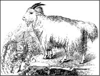 Rocky Mountain Goat.tif