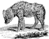 Spotted Hyena.tif