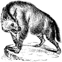 Villose Hyena.tif