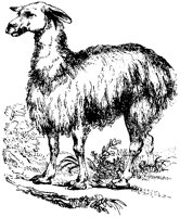 White Llama.tif