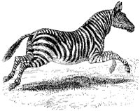 Zebra.tif