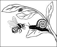 Bee and Snail on Leaf.tif