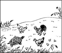 Chickens and Turtle.tif