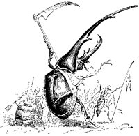 Beetle with Scythe.tif