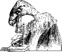 Vulture Using Microscope.tif