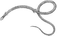 Aguine Lizard.tif