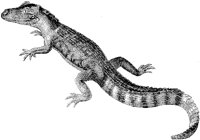 Alligator.tif