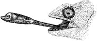 Chameleon's Tongue.tif