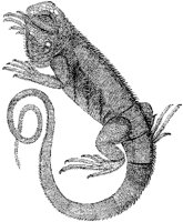 Common Iguana.tif