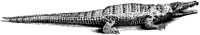 Crocodile 1.tif