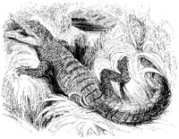 Crocodile 2.tif