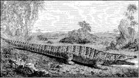Crocodile 3.tif